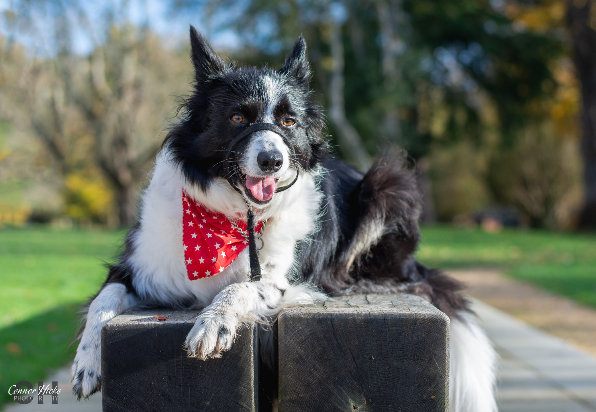 Pet-Photography-Portsmouth-Hampshire