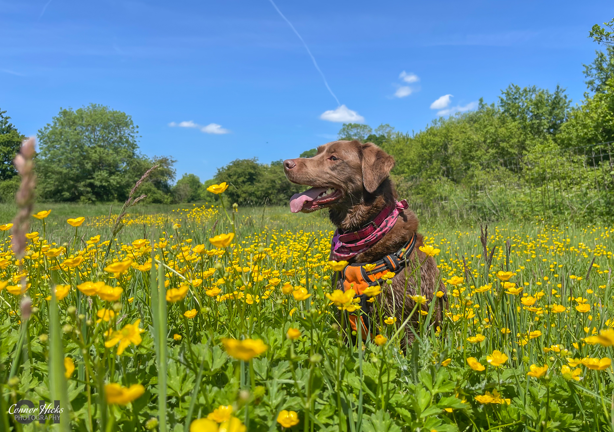 Portsmouth-Pet-Photographer-Hampshire