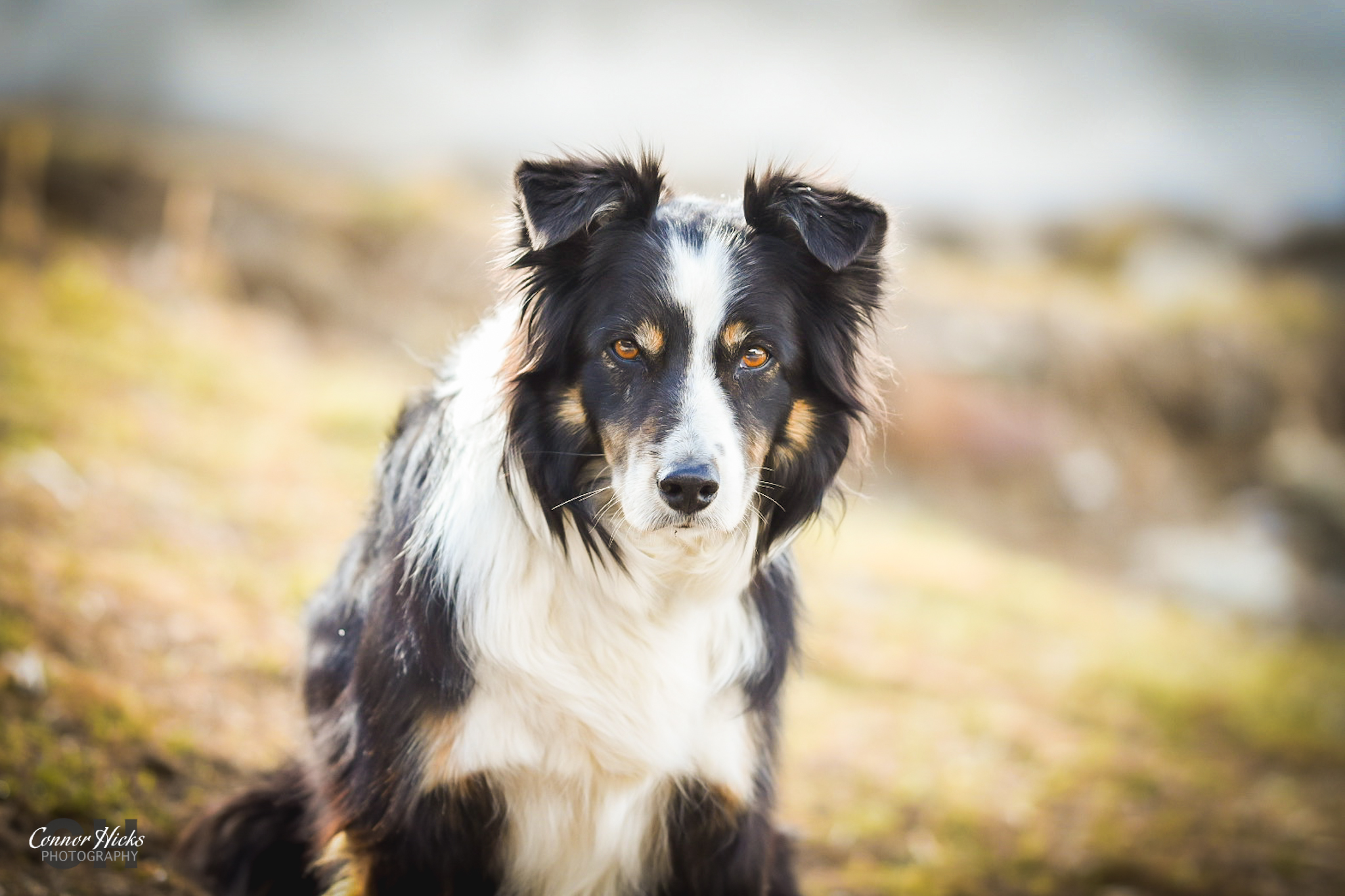 Riffelalp-Johnny-Border-Collie-