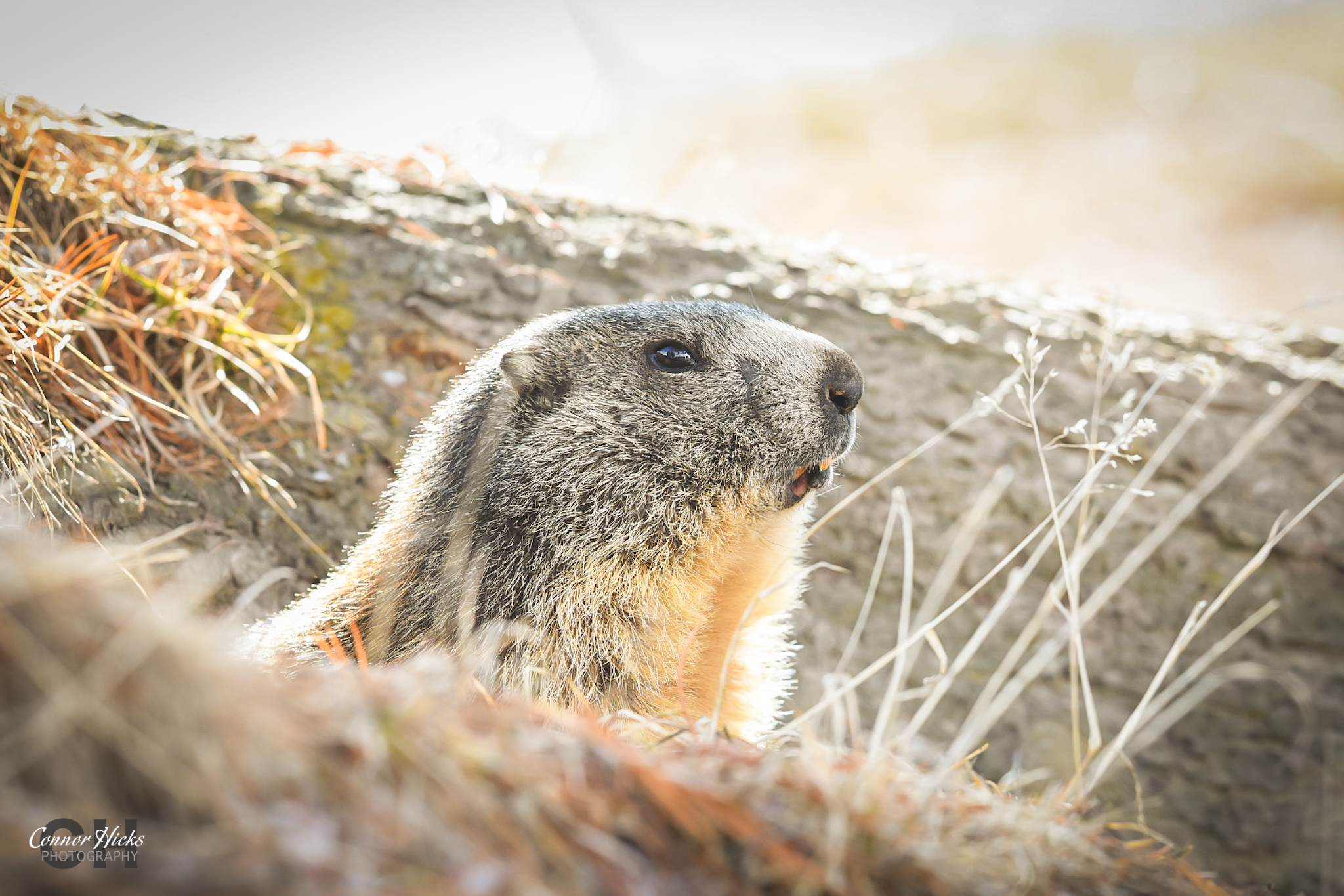 Riffelalp-Marmots-Zermatt
